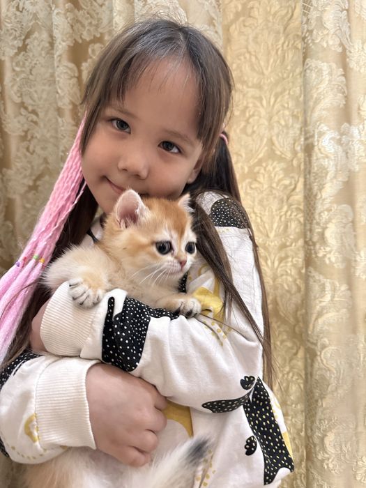 Британские котята золотые