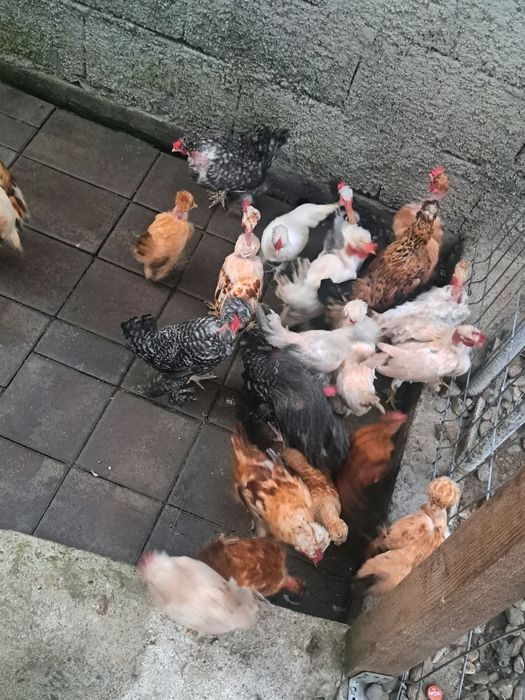 Vând păsării curte