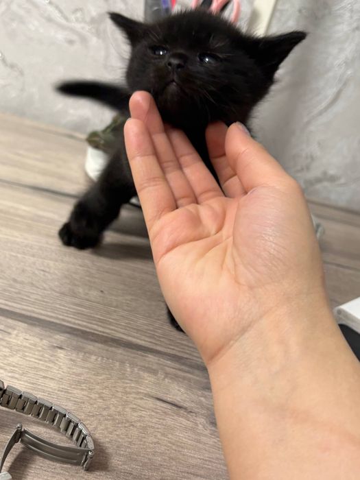 Скоттиш Страйт Scottish straight