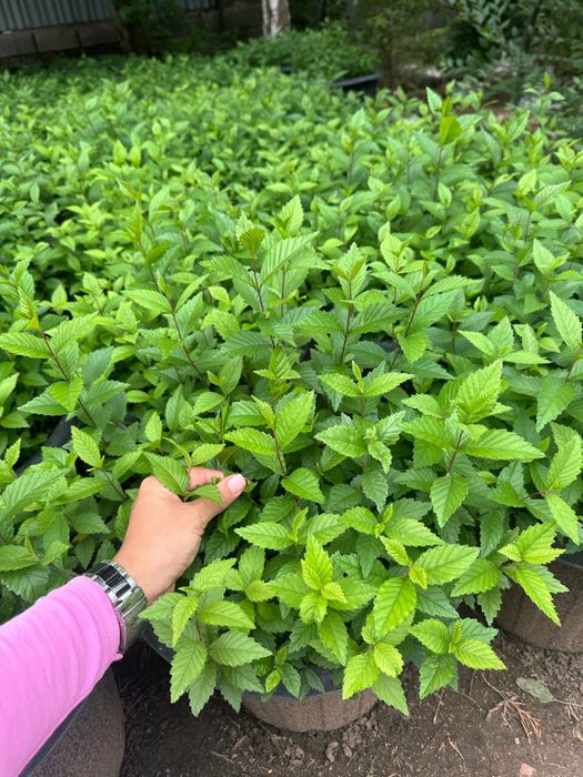 Вязь Карагач Сеянцы