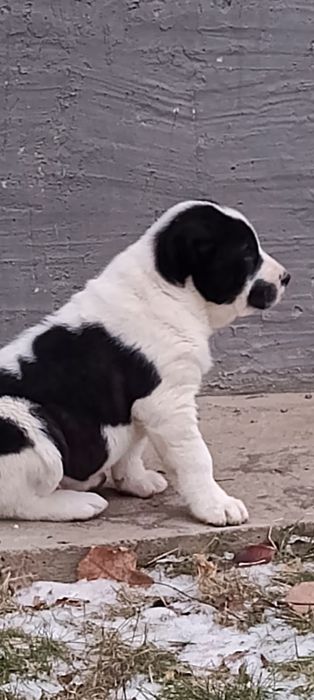 Продам щенков Алабая