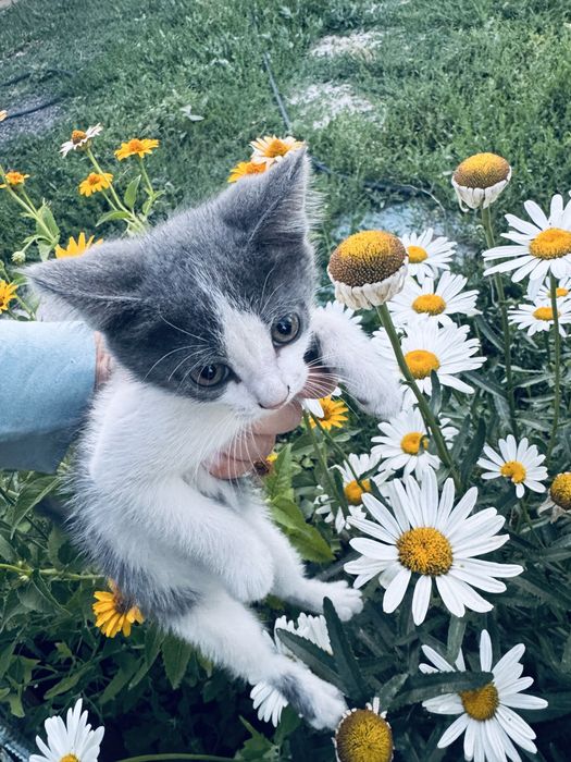 Отдам котят в хорошие руки