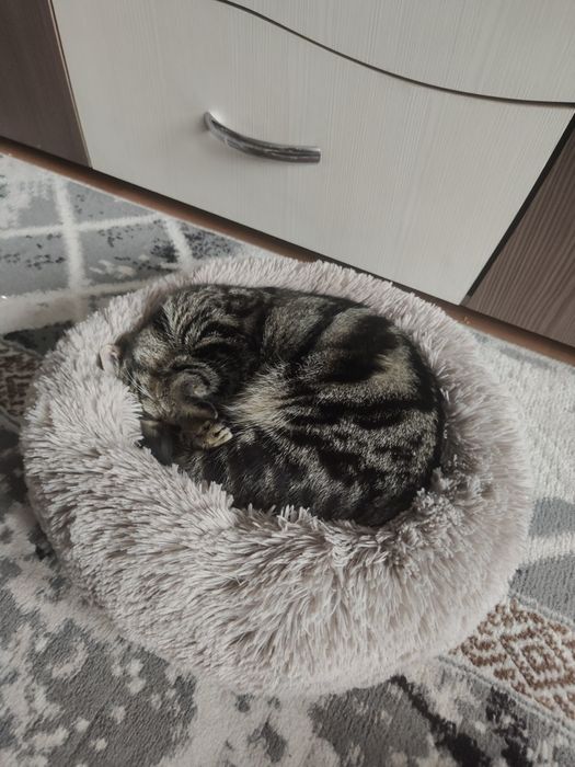 Отдам даром в добрые руки кошечку британку