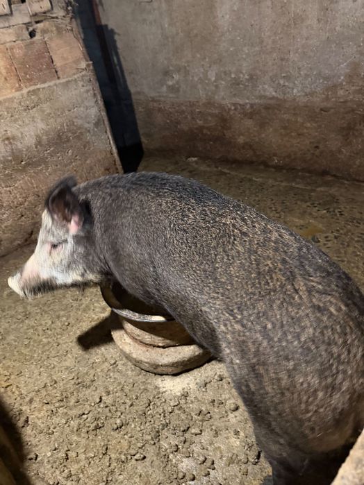 Диво прасе женско на 2 г