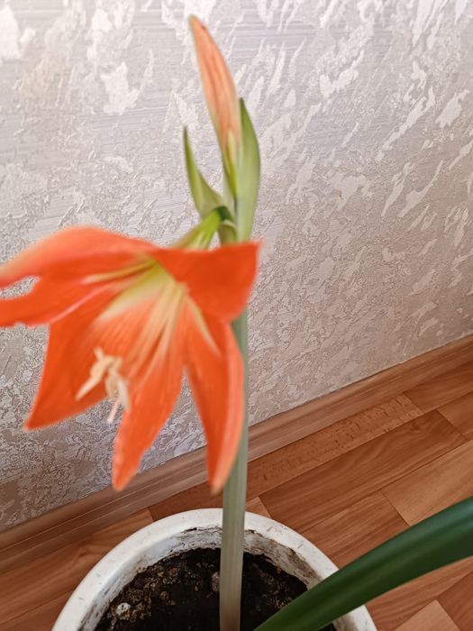 Продам комнатные цветы