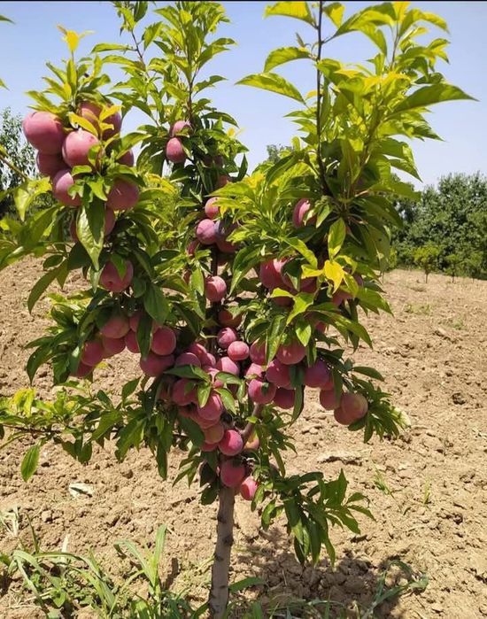 Pomi fructiferi pitici