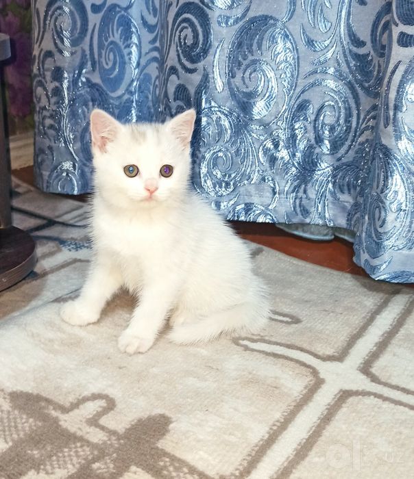 Милые Скоттиш страйтики
