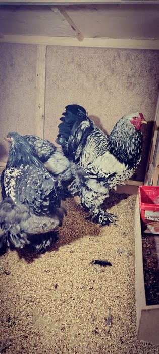 assalamu alekum andijonda tochkalik tomniy puxlar jojalari sotiladi