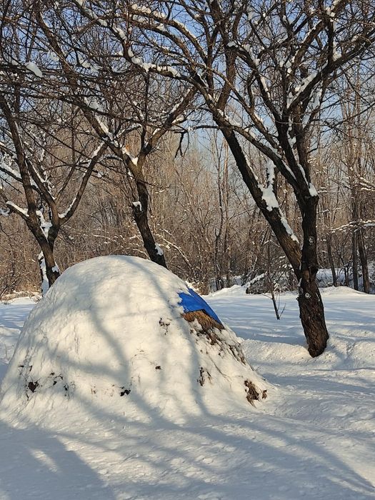 Продам свежее сено