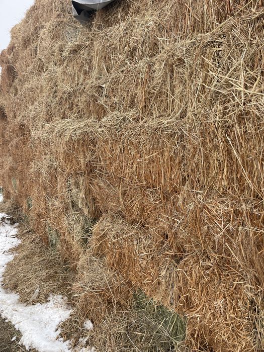 Сена  люцерна еспарцет клевер