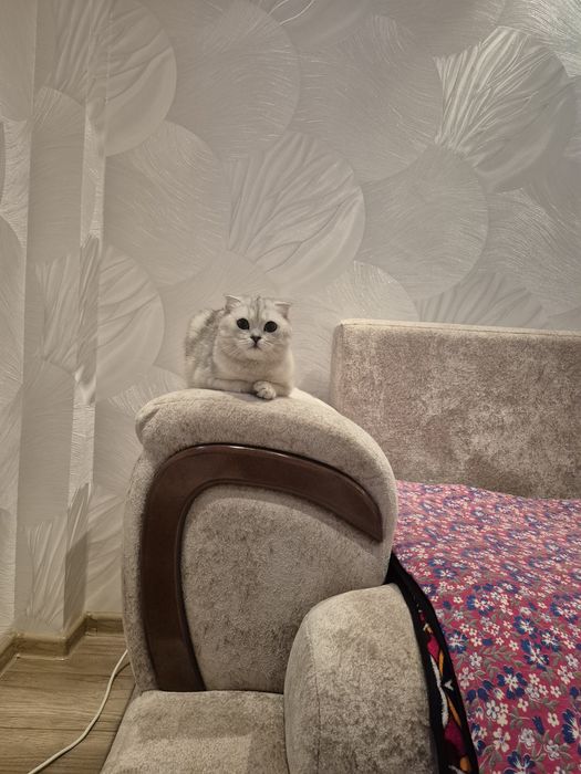 Продаётся кошка шотландская.