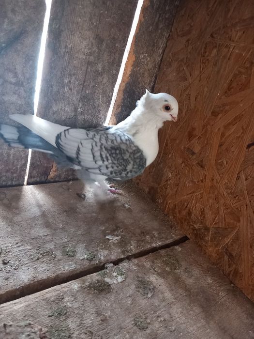 Vand mascul de satinet sau schimb