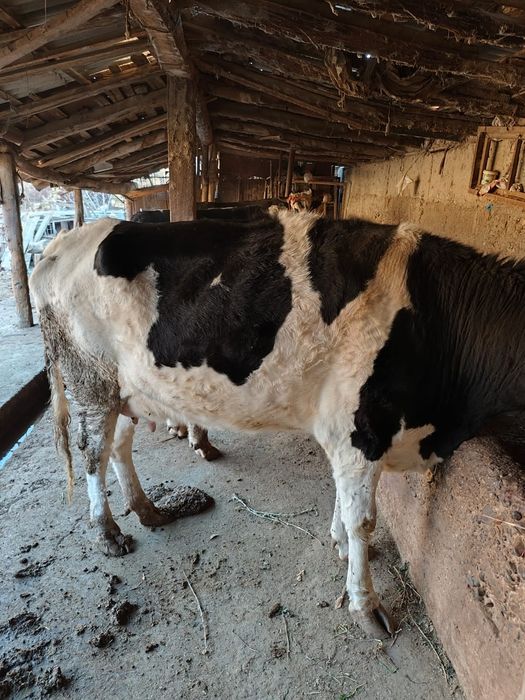 Сиыр брынши тума,