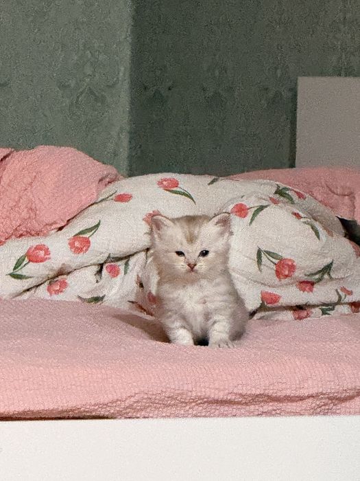 Скотиш страйт котенок кошка