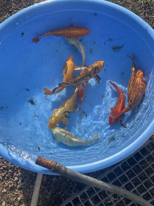 Коя японский карп сотилади