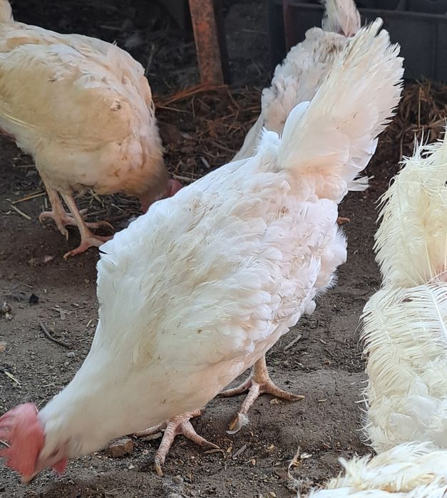 Куры несушки Доставка