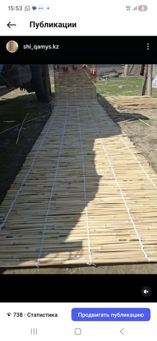 Декоративный камыш.