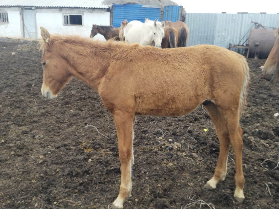 4 бас еркек жабағылар сатылады