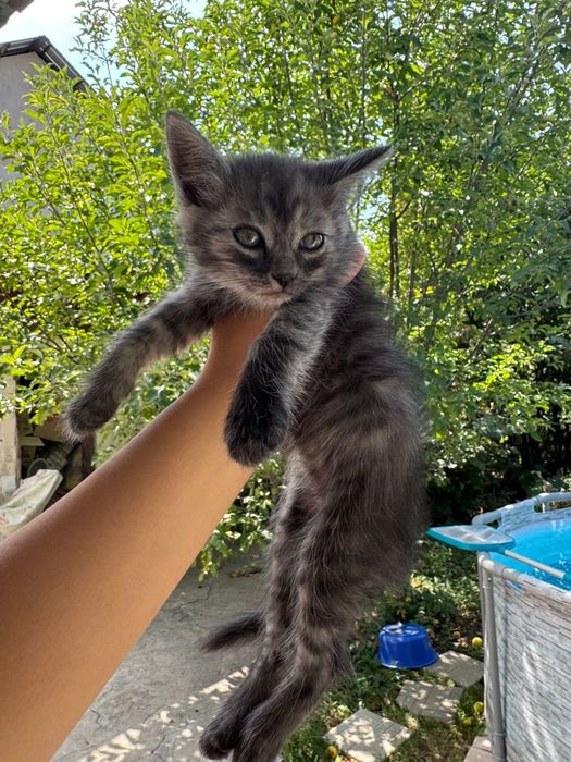 Отдам котят бесплатно
