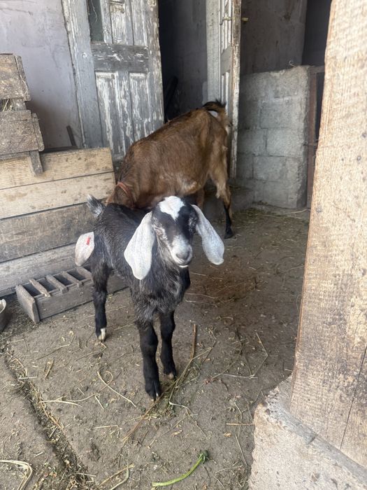 Vând mascul Anglo Nubian vârsta 5 săptamâni