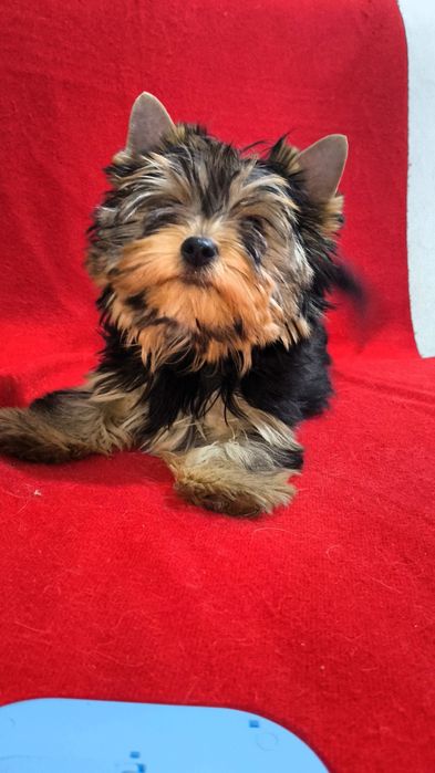 Щенки Йоркширского терьера