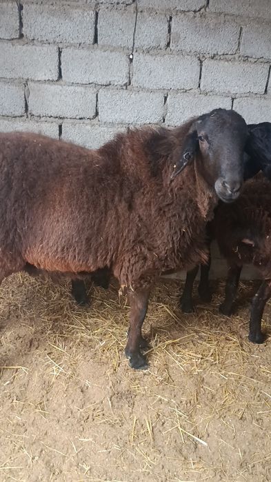 Қўчқор 2 ёшда 2 тиш