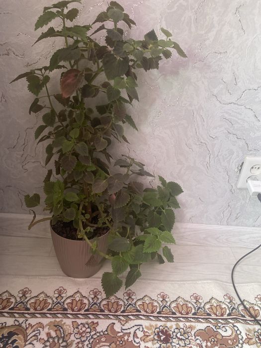 Комнатные растения