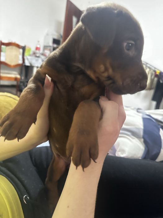 Щенок добермана шоколадного окраса