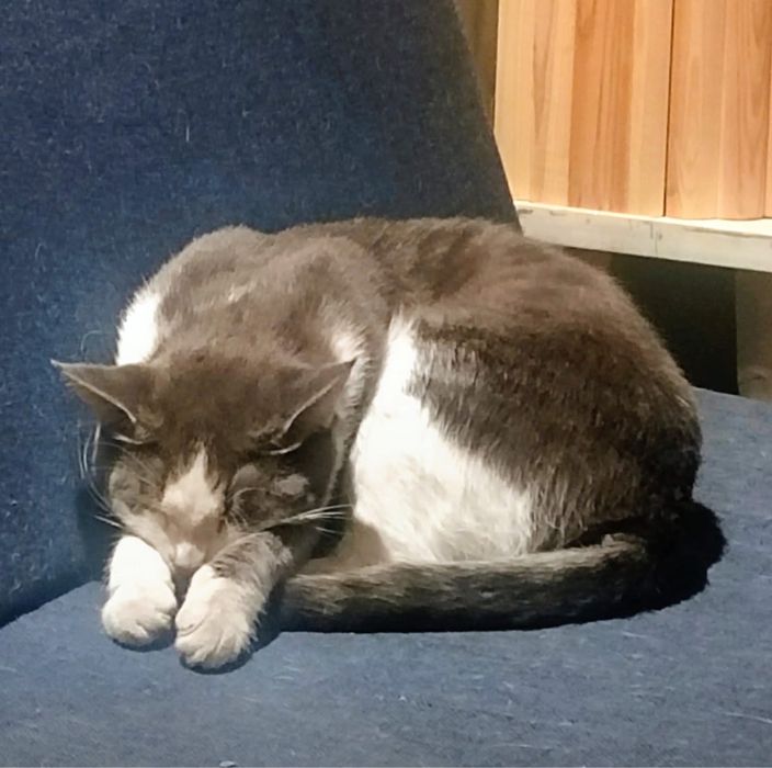 Отдам в добрые руки двух замечательных кошек