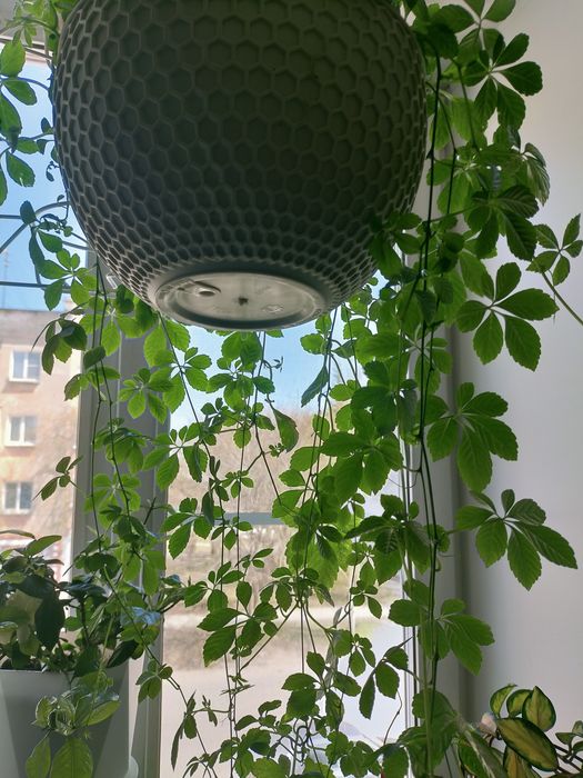 Комнатный виноград-Циссус Стриата.