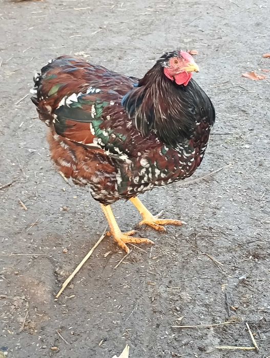 Vând cocoși wyandotte porțelan