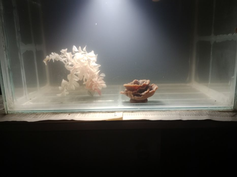 Аквариум 88л + бонусы и рыбки.