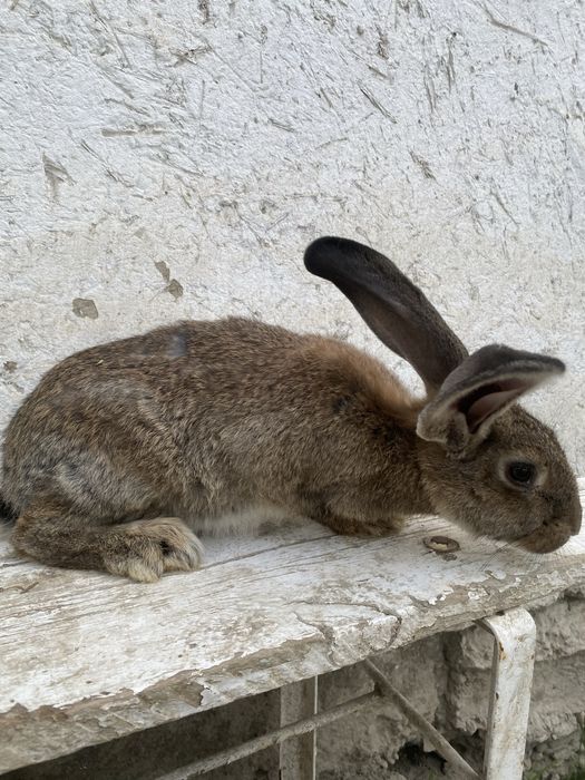 Velekan gibrt quyonlar