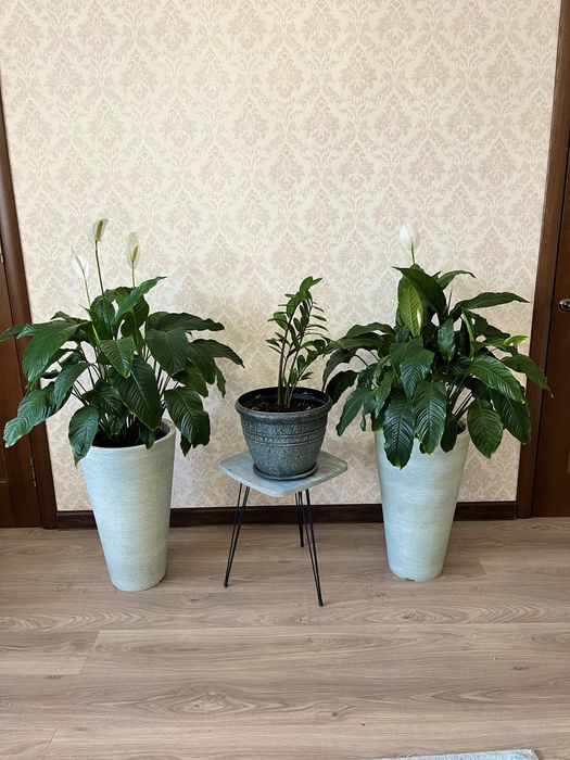 Комнатные цветы