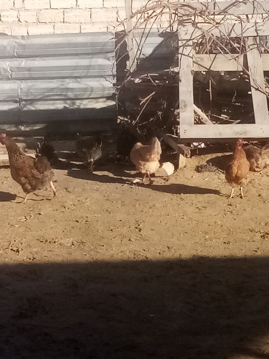 Куры(таук) сатылады