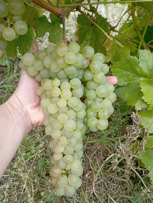 Struguri de vin