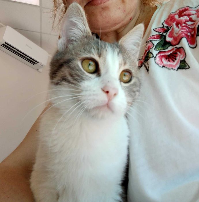 Коте Тигър търси дом
