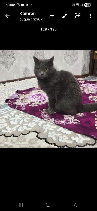 Zotor Mushuk 6oylik.