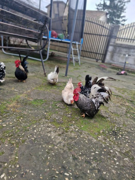 Gainusi chabo de vanzare.