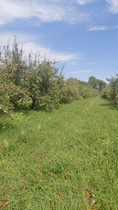 Продали яблоки сорт Мильтон