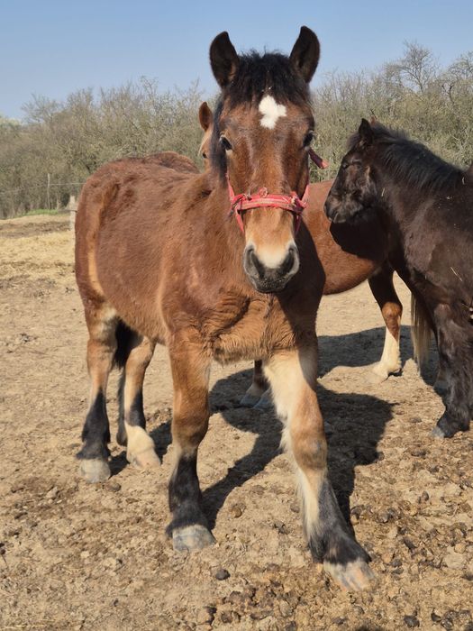 Manz greu de vanzare