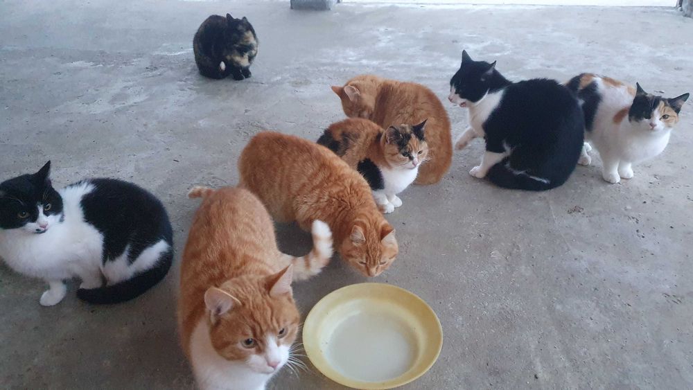 Рижави котета на 6 мес. търсят дом