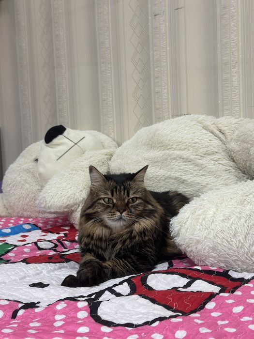 БЕСПЛАТНО отдам Кошку