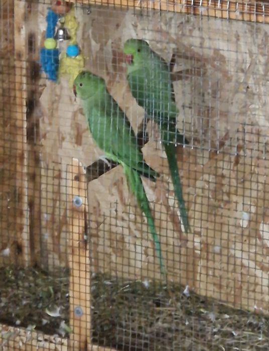 De vânzare Micul Alexander