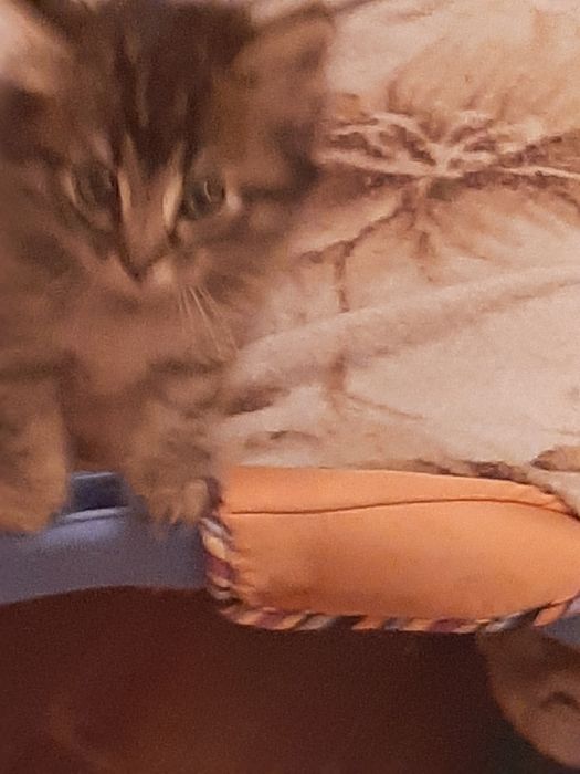 Продам котят помесных