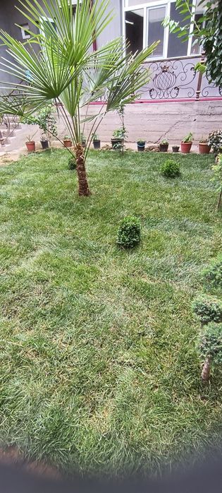 Газон установка за квадрат 25 000