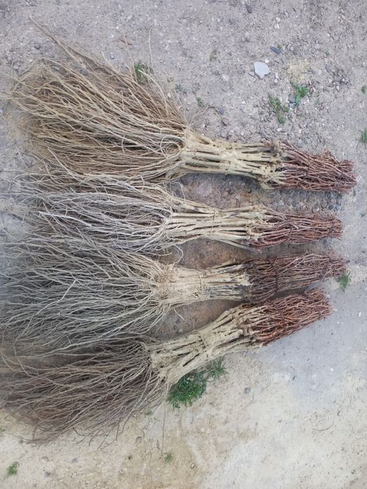 Butași viță de vie