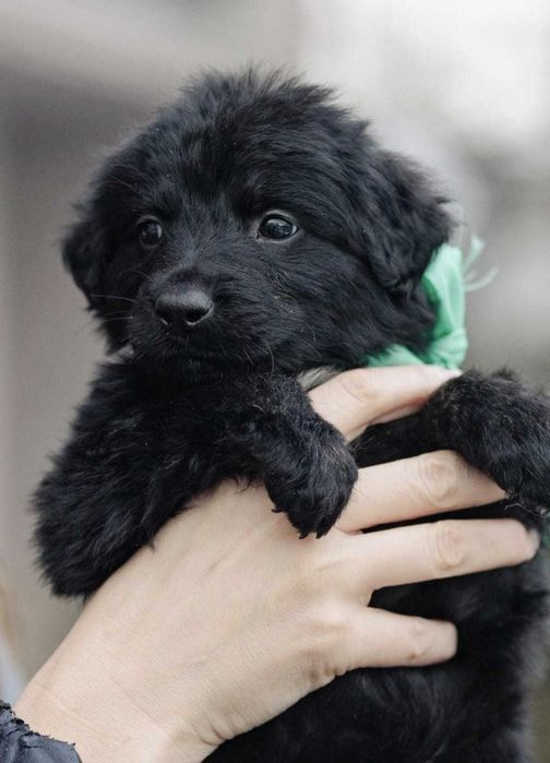 Щенкам нужны семьи