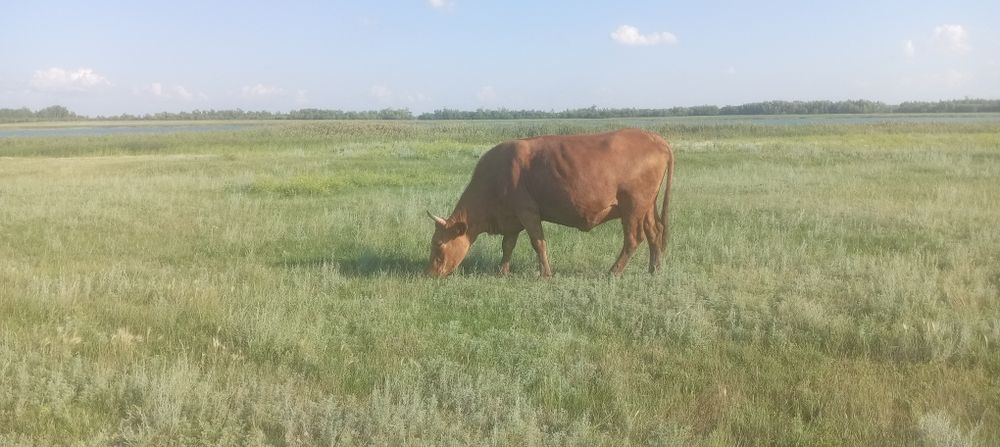 Продам 3 коровы возраст по 4 лет