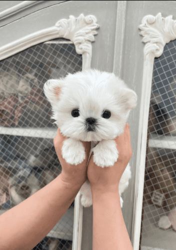 Bichon maltese talie mică